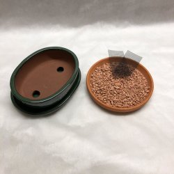 Bonsai-skl, str. 1, glaseret, oval, mrkegrn