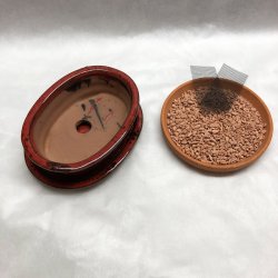 Bonsai-skl, str. 1, glaseret, oval med kant, rd