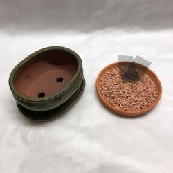 Bonsai-skl, str. 1, glaseret, rund oval, oliven