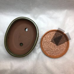 Bonsai-skl, str. 2, glaseret, rund oval, oliven