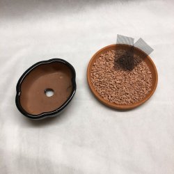 Bonsai-skl, str. 0, glaseret, klverblad, sort