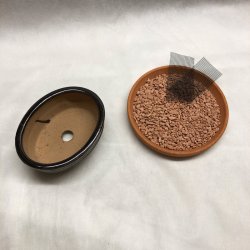 Bonsai-skl, str. 0, glaseret, oval, kobber