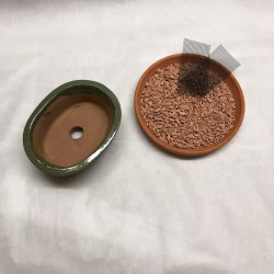 Bonsai-skl, str. 0, glaseret, oval med kant, grn