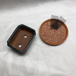 Bonsai-skl, str. 0, glaseret, rektangel, bl