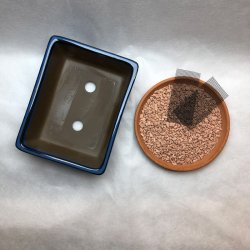 Bonsai-skle, JAP-3ST, glaseret, rektangulr, kongebl