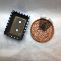 Bonsai-skle, JAP-3ST, glaseret, rektangulr, kongebl