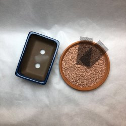 Bonsai-skle, JAP-3ST, glaseret, rektangulr, kongebl