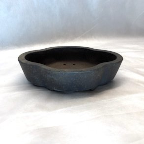 Shohin-skl, Klverblad