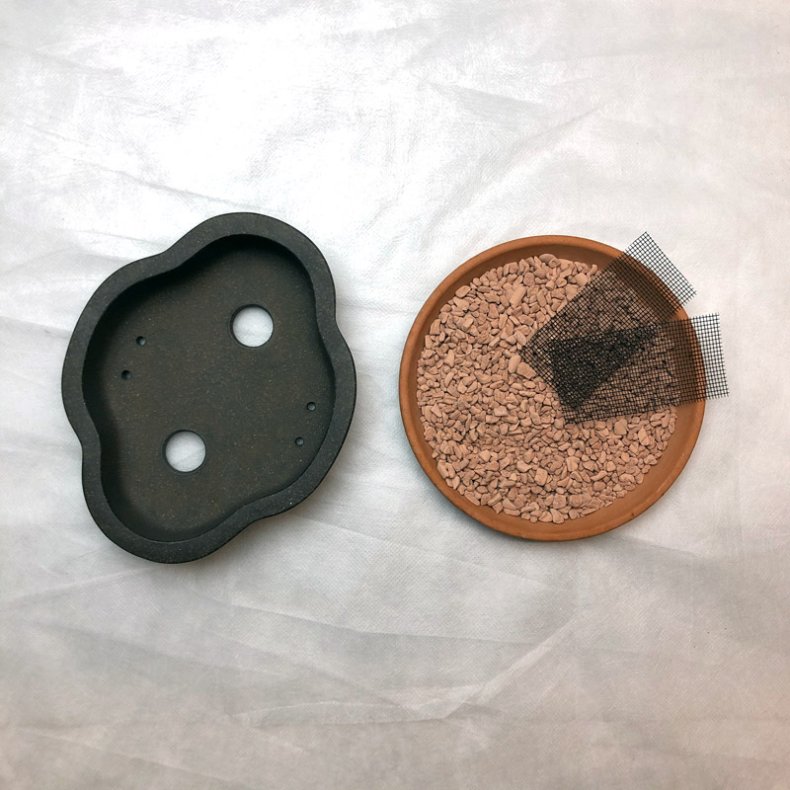 Shohin-skl, Klverblad