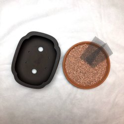 Shohin-skl, Klverbladsformet