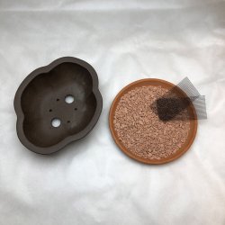 Bonsai-sk�l, str. 1, uglaseret, kl�verbladsform