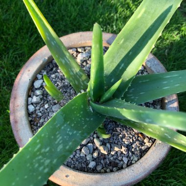 Kaktus & Sukkulent dyrkningsmedier