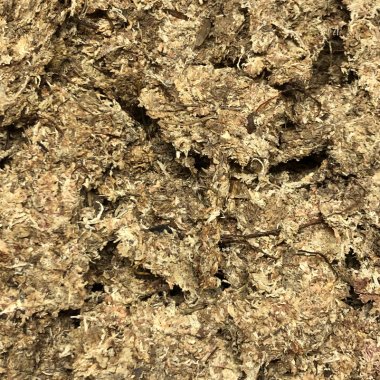 Kødædere dyrkningsmedier