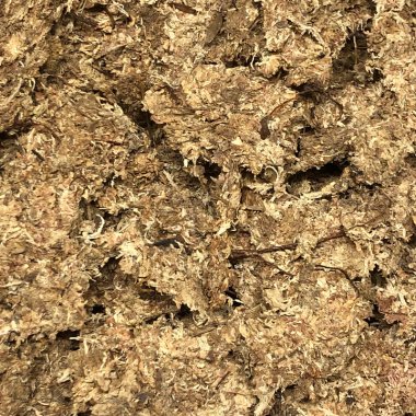 Kødædere: Dyrkningsmedier