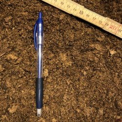 Lys Sphagnum, fin struktur