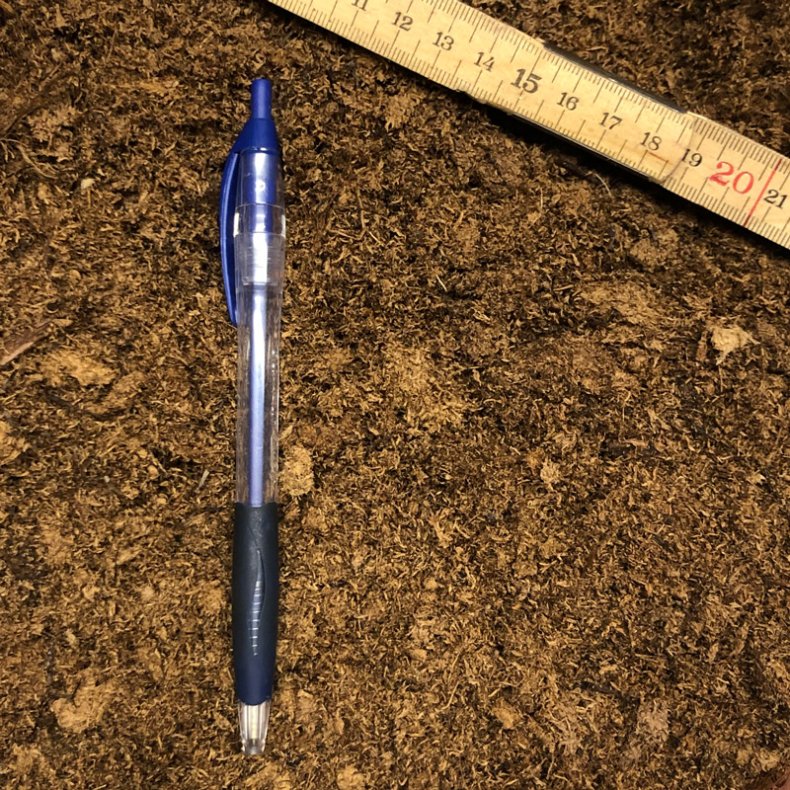 Lys Sphagnum, fin struktur