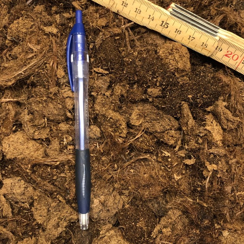 Lys Sphagnum, grov struktur