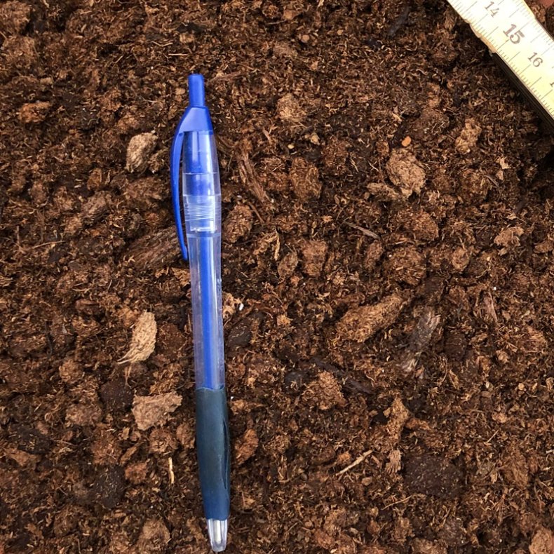 Carnivore-substrat, <br> medium struktur