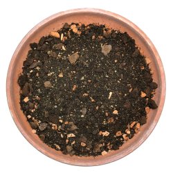 Citrusjord - unge planter