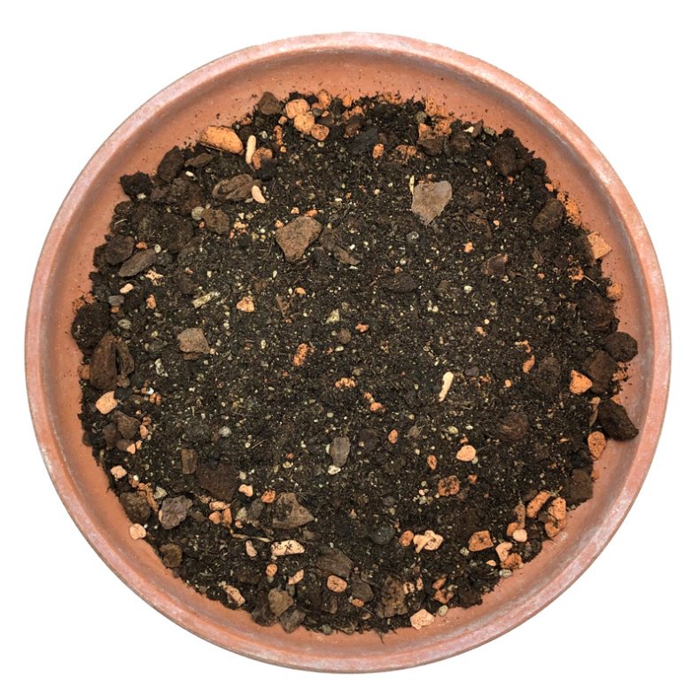 Citrusjord - unge planter