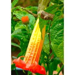 Dyrkningsst<br/>Engletrompeter<br/>Det Store St