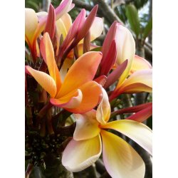 Hawaii Blomst (Plumeria)