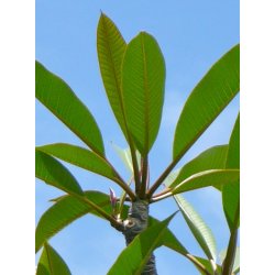 Hawaii Blomst (Plumeria)