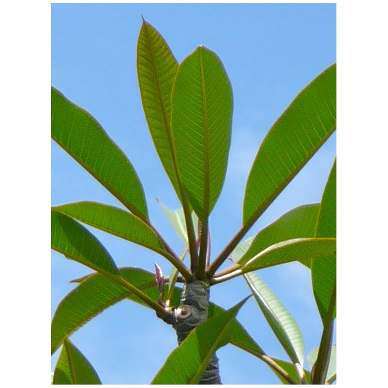 Hawaii Blomst (Plumeria)