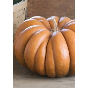 Grskar - Musque de Provence