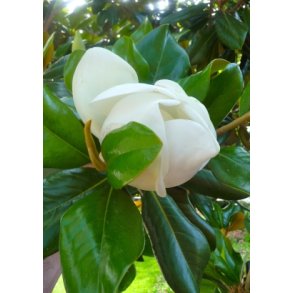 Storblomstret Magnolie