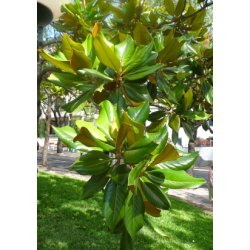 Storblomstret Magnolie