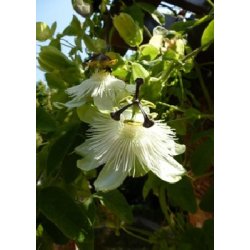 Dyrkningsst<br/>Passionsblomster