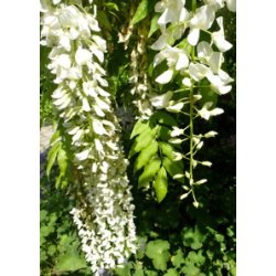 Dyrkningsst<br/>Blregn<br/>Det Store St