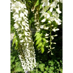 Hvid Kinesisk Blregn