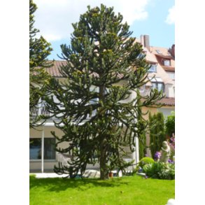 Abetr� / Andesgran