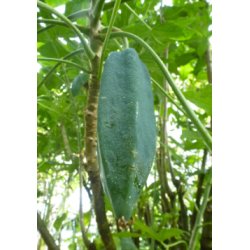 Bjerg Papaya