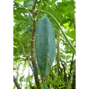 Bjerg Papaya