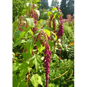 SB - Rvehale - Amarant