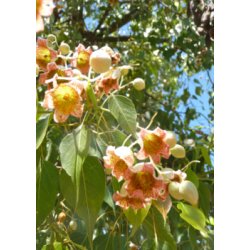 Kurrajong - Flasketr