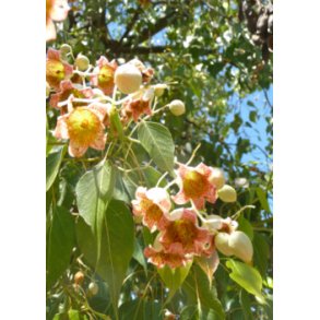 Kurrajong - Flasketr