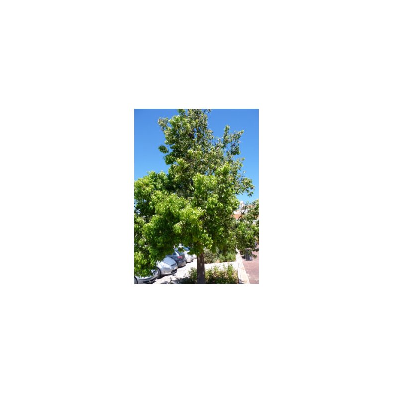 Kurrajong - Flasketr