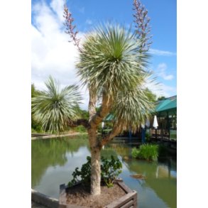 Bl Yucca