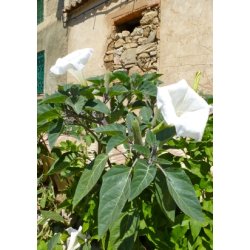 Storblomstret Pig�ble