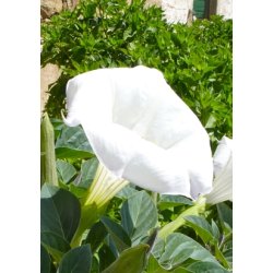 Storblomstret Pig�ble