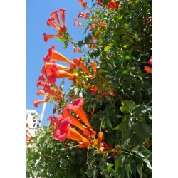 Amerikansk Klatretrompet