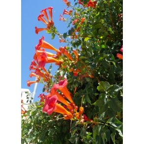 Amerikansk Klatretrompet