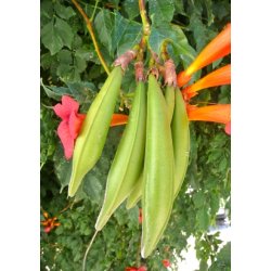 Amerikansk Klatretrompet