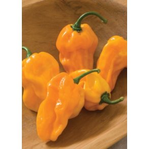 Chili - Suave Orange