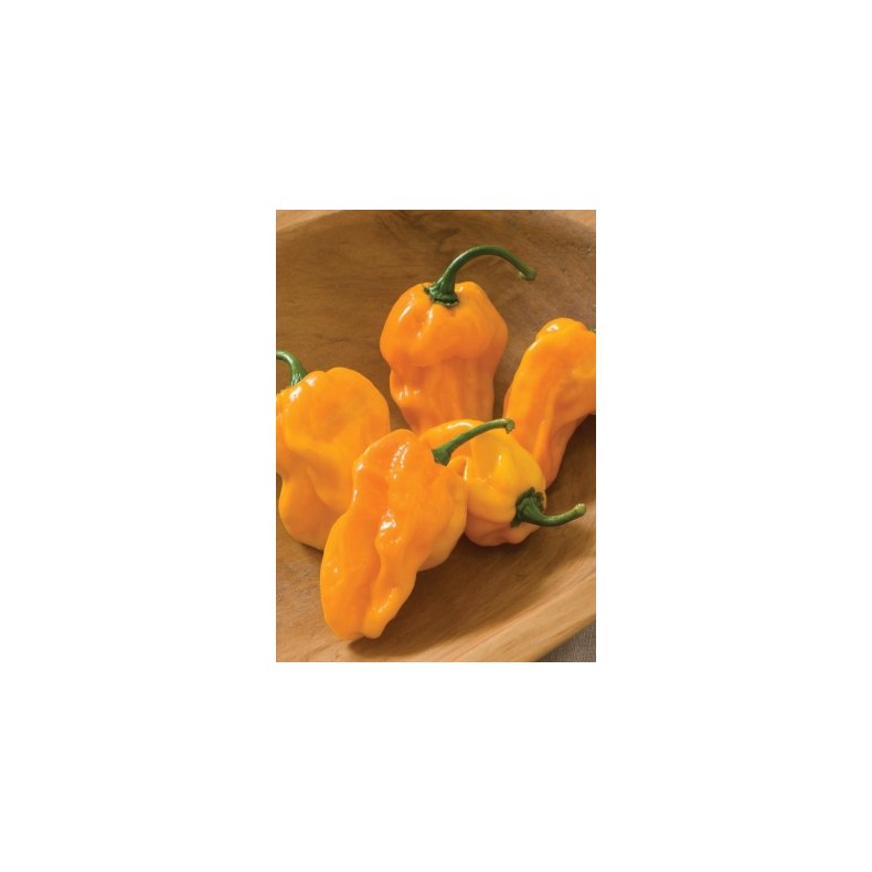 Chili - Suave Orange