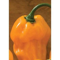 Chili - Suave Orange
